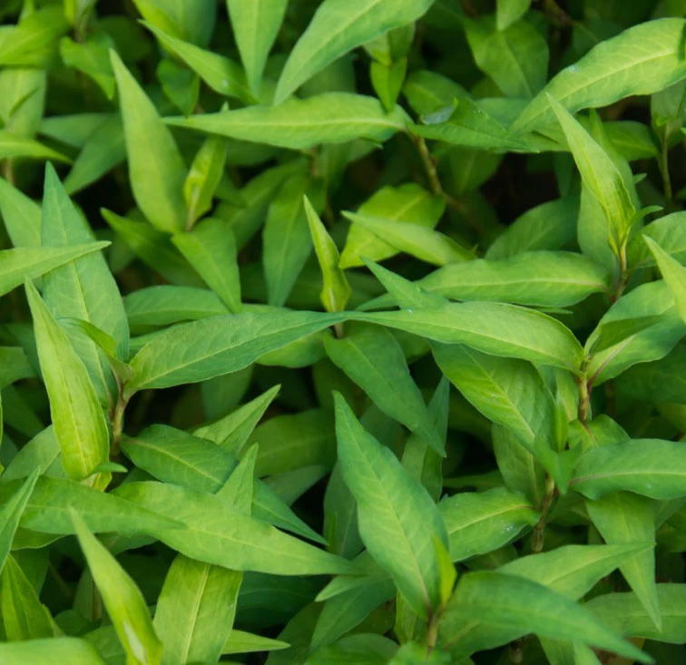 Coriandre Vietnamienne