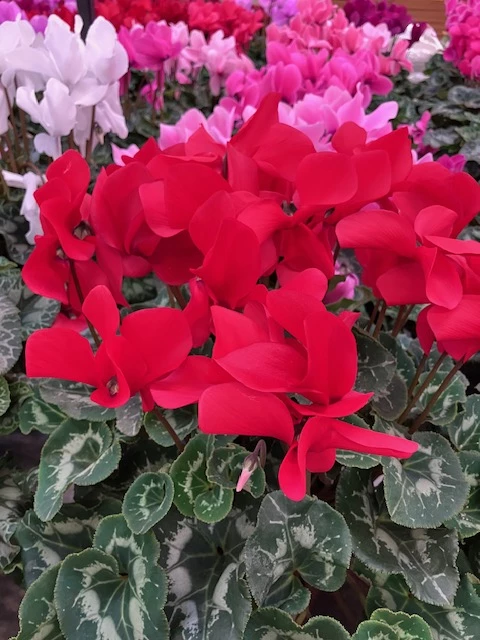 Cyclamen rouge Ø15