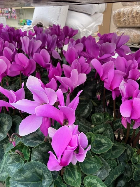 Cyclamen violet clair Ø15