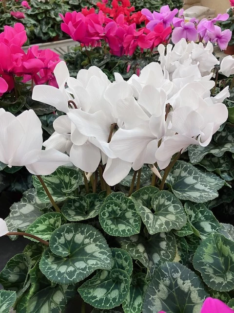 Cyclamen blanc Ø15