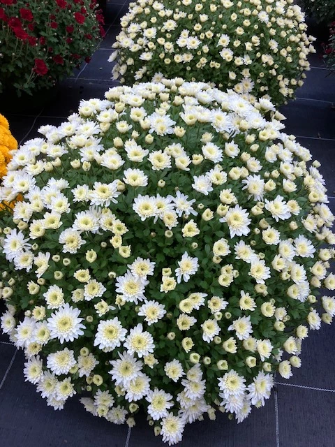 Chrysanthème pomponette blanche