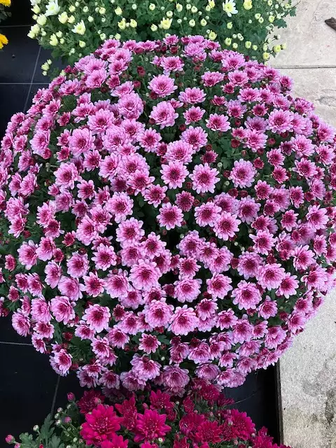 Chrysanthème pomponette violet clair