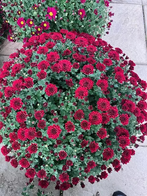 Chrysanthème pomponette rouge