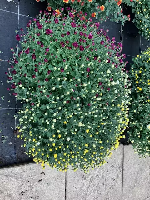 Chrysanthème pomponette Jardinière