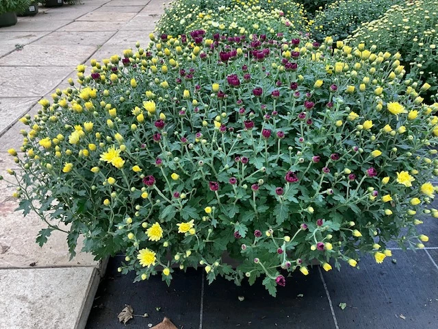 Chrysanthème pomponette Jardinière