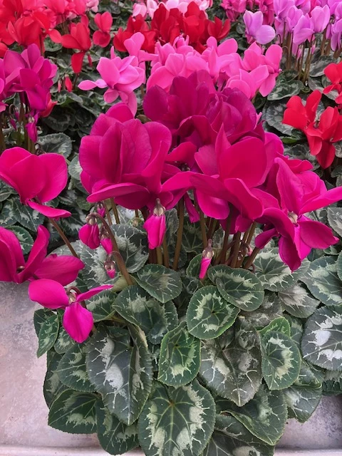 Cyclamen violet fonçé Ø15