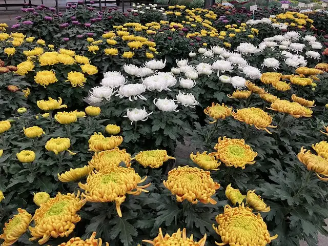 Chrysanthème Grosses Fleurs JAUNE Ø32