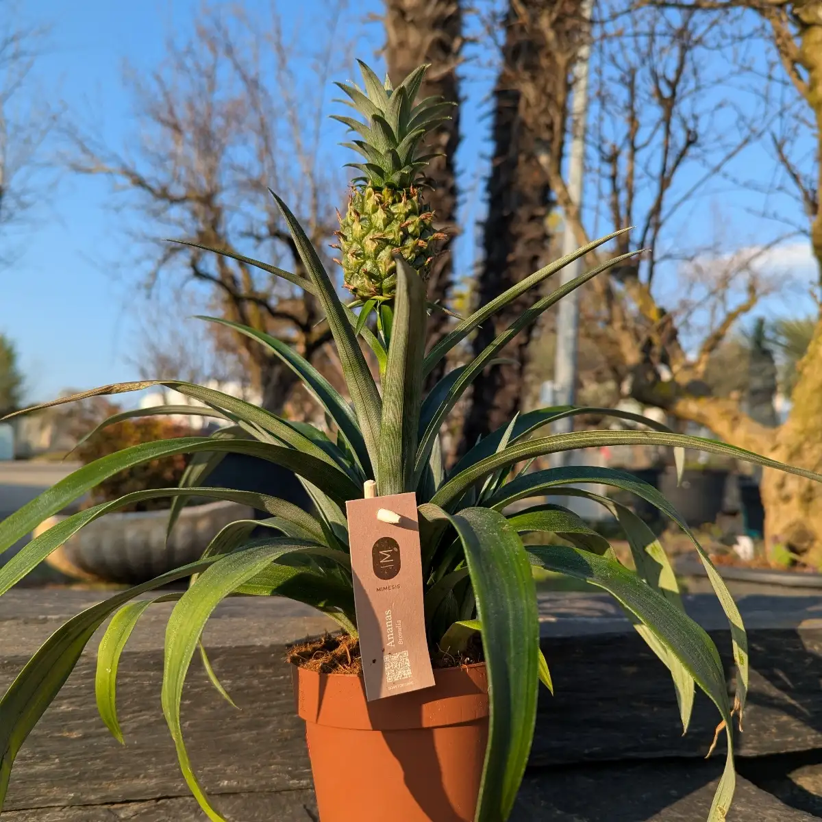 Ananas Bromelia
