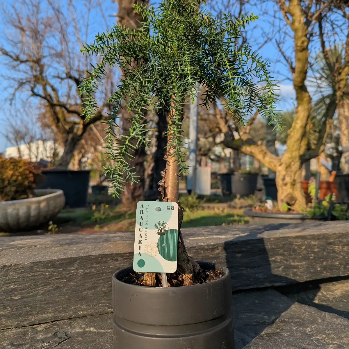 Araucaria Cunninghamii