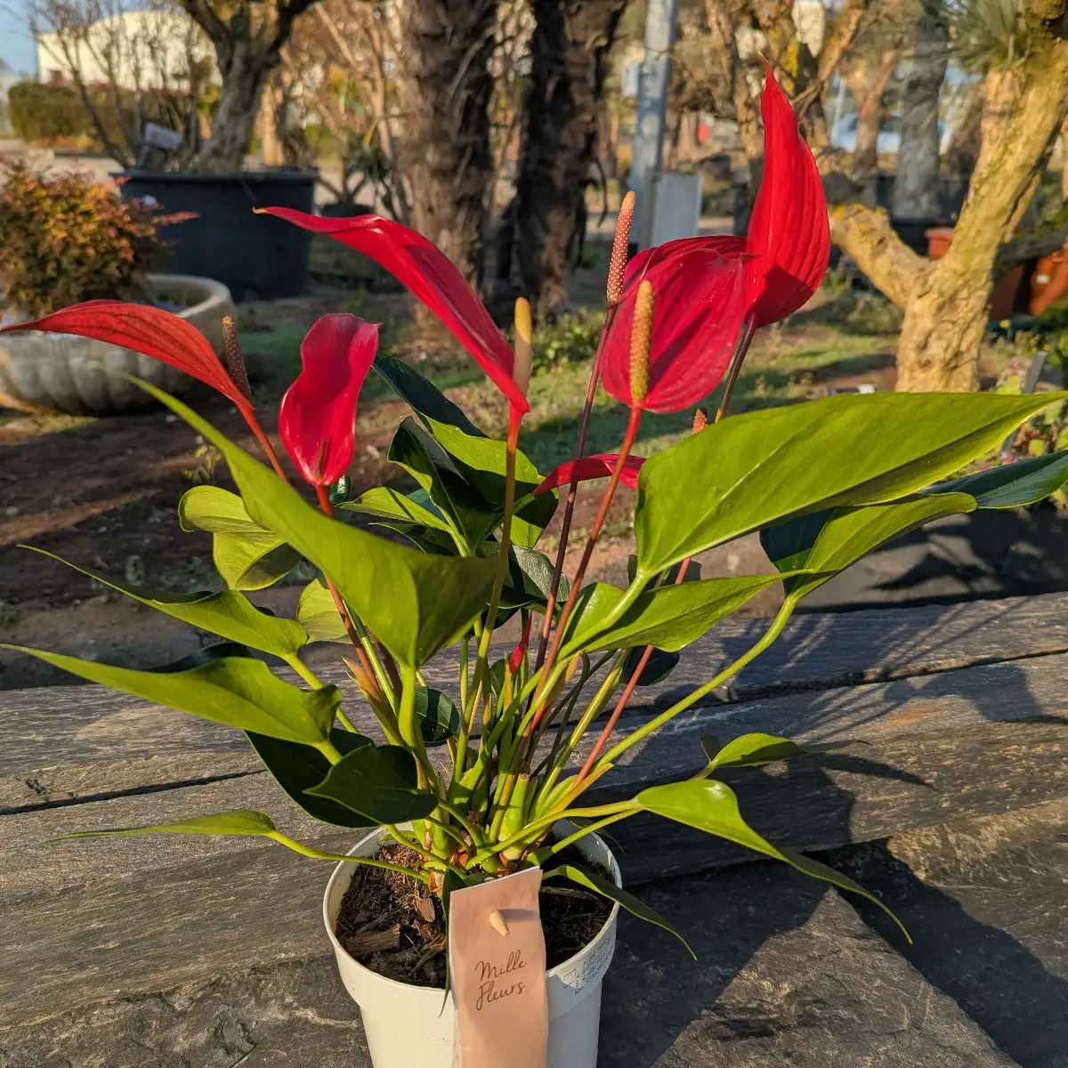 Anthurium