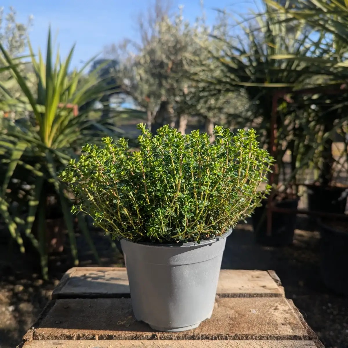 Thym Citron Ø14
