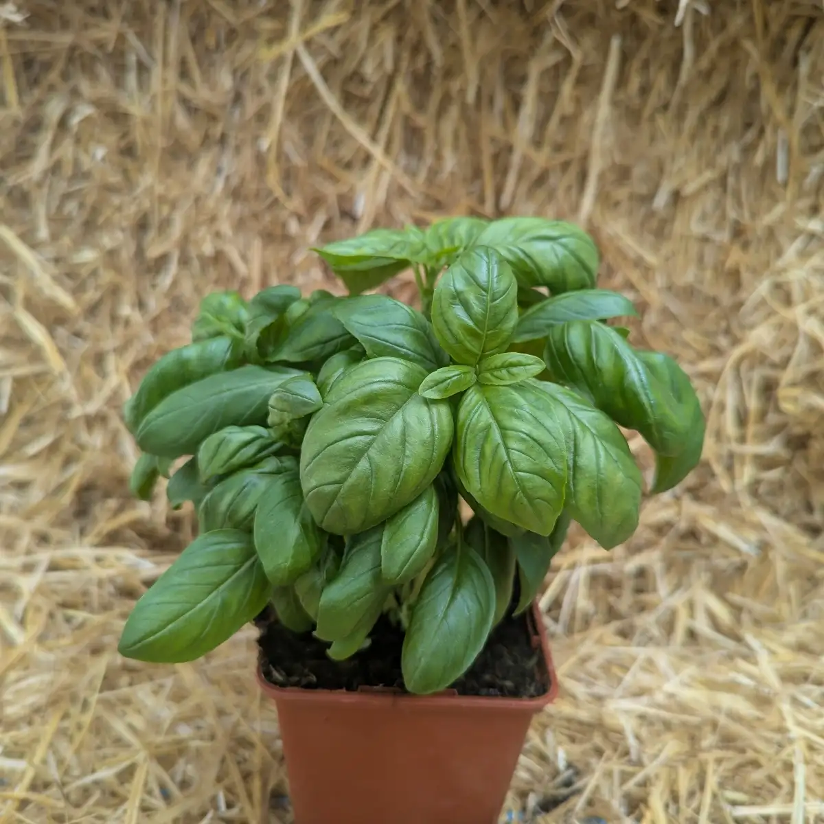 Basilic Ø10.5
