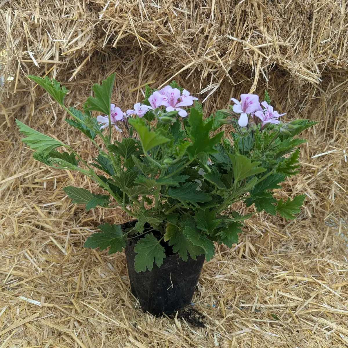 Géranium Anti-Moustique