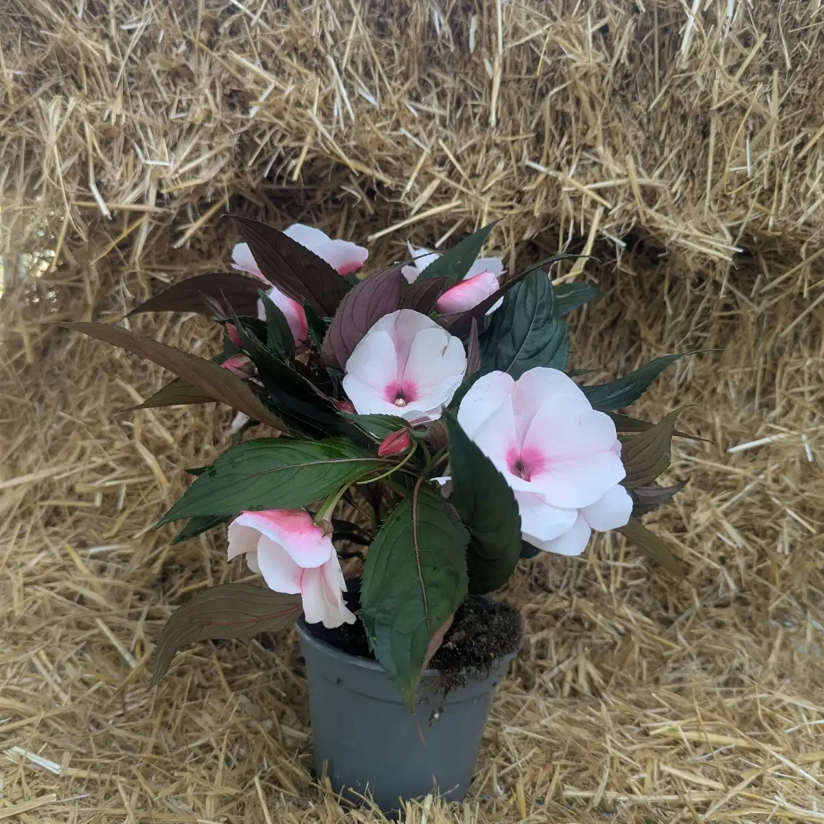 Impatiens de Guinée